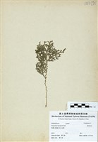 藏品(膜葉卷柏)的圖片